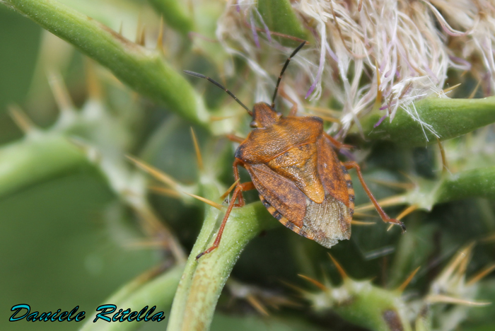 Pentatomidae: Carpocoris purpureipennis del Molise (IS)